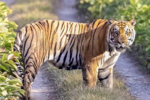 चितवनमा निउरो टिप्न गएकी महिलाको बाघको आक्रमणमा परी मृत्यु