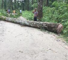 चितवनको कालिका सब डिभिजन बन कार्यालय नजिकै अज्ञात समुहद्वारा ठुलो संख्यामा रुख कटान
