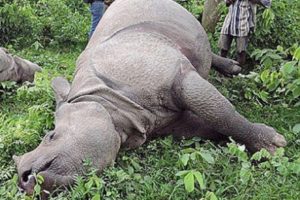 चितवन राष्ट्रिय निकुञ्जमा तस्करले मारे दुर्लभ एकसिंगे गैंडा