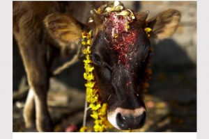 यमपञ्चकको तेस्रो दिन आज धनधान्य र सम्पन्नताकी देवी लक्ष्मीको पूजाआराधना गरी मनाइँदै