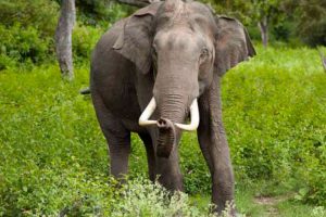 जङ्गली जनावरको आक्रमणः कात्तिक महिनामा मात्र ५ को मृत्यु, ७ घाइते