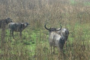 चितवन  निकुञ्जको खुल्ला खोरमा बाघ पस्यो, दुई अर्ना मृत फेला