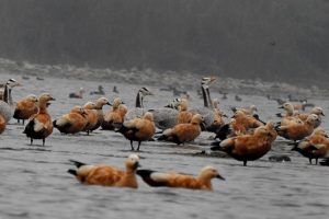 नवलपुरमा यस वर्ष पाँच प्रजातिका नयाँ चरा देखिए