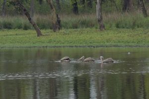 नारायणी र राप्तीमा जलपन्छी गणना सुरु, नदी प्रदूषणको मारमा परे चरा