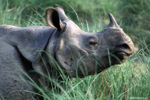 आहाराको खोजीमा भारततर्फ जान थाले चितवन राष्ट्रिय निकुञ्जका गैँडा