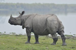 चितवनका गैँडा भारत जाने चिन्ता