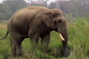 जंगली हात्तीको आक्रमणबाट भरतपुरमा एक महिलाको मृत्यु