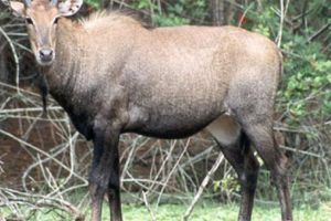 चितवनको माडीमा जंगली निलगाईको आक्रमणबाट एकको मृत्यु