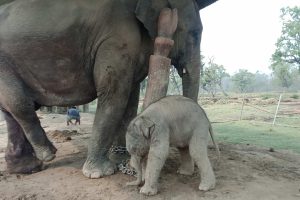 हात्ती प्रजनन् केन्द्रकी नारायणकलीले जन्माइन् छावा