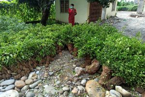 गैँडाकोट नगरपालिकाद्धारा १३ हजार फलफुलका विरुवा वितरण