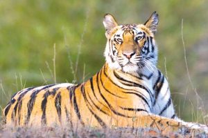 आज विश्व बाघ दिवस: संरक्षणसँगै  मानवीय क्षति चुनौती बन्दै