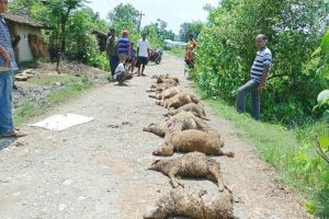 नवलपुरमा चितुवाको आक्रमणबाट १३ भेडा मरे
