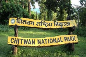 चितवन राष्ट्रिय निकुञ्जमा भाले गैँडा मृत फेला