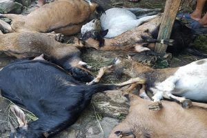 देवघाटको एक बाख्रा फर्मका ५३ वटा बाख्रा अज्ञात रोगले मरे
