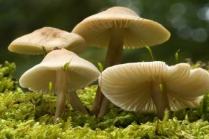 जङ्गली च्याउ खाँदा बाबु छोराको मृत्यु