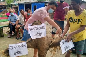 भूमीआयाेग खारेजीकाे विराेधमा चितवनमा देउवा सरकारकाे पुत्ला दहन