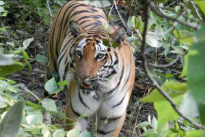 चितवन राष्ट्रिय निकुञ्जमा बाक्लै देखिन थाले बाघ