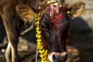 तिहारको चौथो दिन आज गाई, गोरु र गोवर्द्धनकाे पूजा गरिँदै