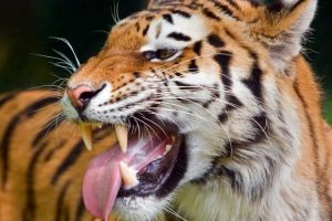 चितवनमा बाघको आक्रमणबाट एकजनाको मृत्यु