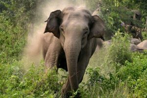 जंगली हात्तीको आक्रमणबाट चितवनमा एक महिलाको मृत्यु