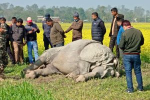 भरतपुरको बिजयनगरमा भाले गैंडा मृत फेला