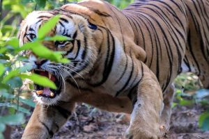 चितवन निकुञ्जमा घाँस काट्न गएकी महिलाको बाघको आक्रमणबाट मृत्यु