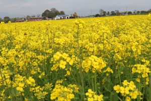 नवलपुरमा किसानको तोरी खेतीप्रति आकर्षित बढ्दो
