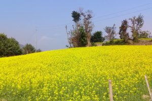 चितवनमा तोरीखेतीको क्षेत्रफल बढ्यो
