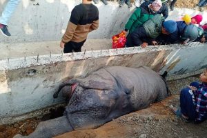भरतपुर महानगरको गम्भिर लापर्बाही : गैडाको दुखद अन्त्य