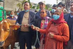 रत्ननगरका विपन्न किसानलाई अनुदानमा गाई