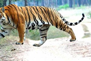 भरतपुरमा बाघको आक्रमणबाट महिलाको मृत्यु