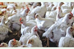 चितवन सहित ११ जिल्लामा फैलियो बर्डफ्लु