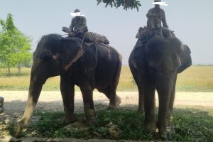 हात्ती भारततिर बेच्न लैजाने चितवनका महतोसहित तीनजना समातिए