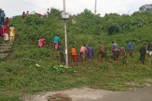 गैँडाकोटमा तीनहजार बढी गाँजाका बोटहरु नष्ट
