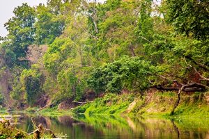 चितवनमा एक वर्षमा जङ्गली जनावरको आक्रमणमा २२ जनाको मृत्यु