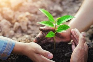 आज चुरे दिवसः एकैदिन एक लाख बोटबिरुवा रोपिँदै