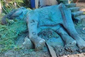 चितवनमा २० वर्ष पर्यटक बोकेको काजलकली मृत्यु पर्खदै