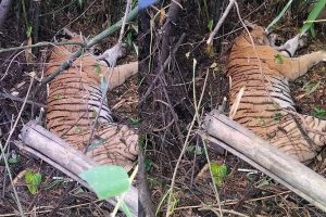 चितवनको राप्तीमा गाँउ पसेको बाघलाई डाट गरेर नियन्त्रणमा