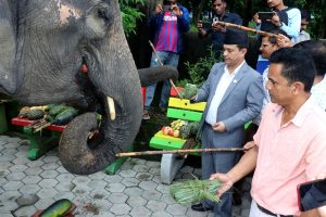 सौराहामा हात्ती वनभोज प्रकरणः एक रुपैयाँ पनि भुक्तानी नदिन मन्त्रीको निर्देशन