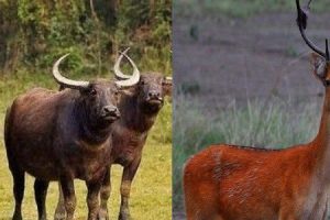 बाघले खाएपछि चितवनमा बाह्रसिङ्गे र अर्ना सखाप