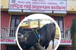 राष्ट्रिय गाई अनुसन्धान कार्यक्रम रामपुरको “नेक कोलार” सिस्टम प्रभावकारी बन्दै