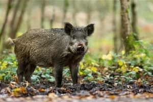 भरतपुरमा बँदेलको आक्रमणबाट एकजनाकाे मृत्यु