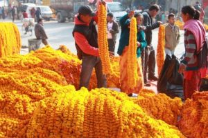 नारायणगढमा सयपत्री मालामा ब्रह्मलुट, एउटै मालाको ३५० रुपैया