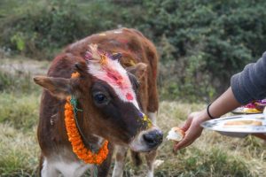 यमपञ्चकको चौथो दिन आज गाई पूजा