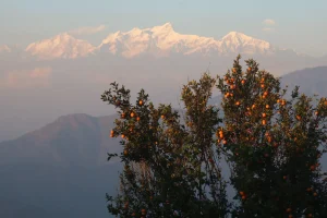 विकास र प्रचार-प्रसारको अभावमा ओझेलमा चितवनको पामडाँडा