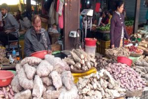 माघे सङ्क्रान्तिको तयारी : उपभोक्ताको प्रतीक्षामा तरुल व्यापारी [तस्वीर]