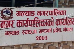 गल्याङ नगरपालिकामा अदुवाको बीउ किन्दा २ करोड भ्रष्टाचार