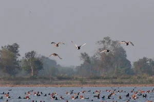 आजदेखि देशभर चरा गणना गरिँदै