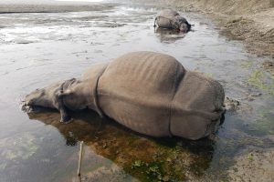राष्ट्रिय निकुञ्जमा तस्करीका कारण गैँडा मर्न थालेपछि उच्च सतर्कता अपनाइदैँ