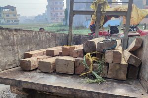 सालको काठसहित गैँडाकोटबाट तीनजना पक्राउ